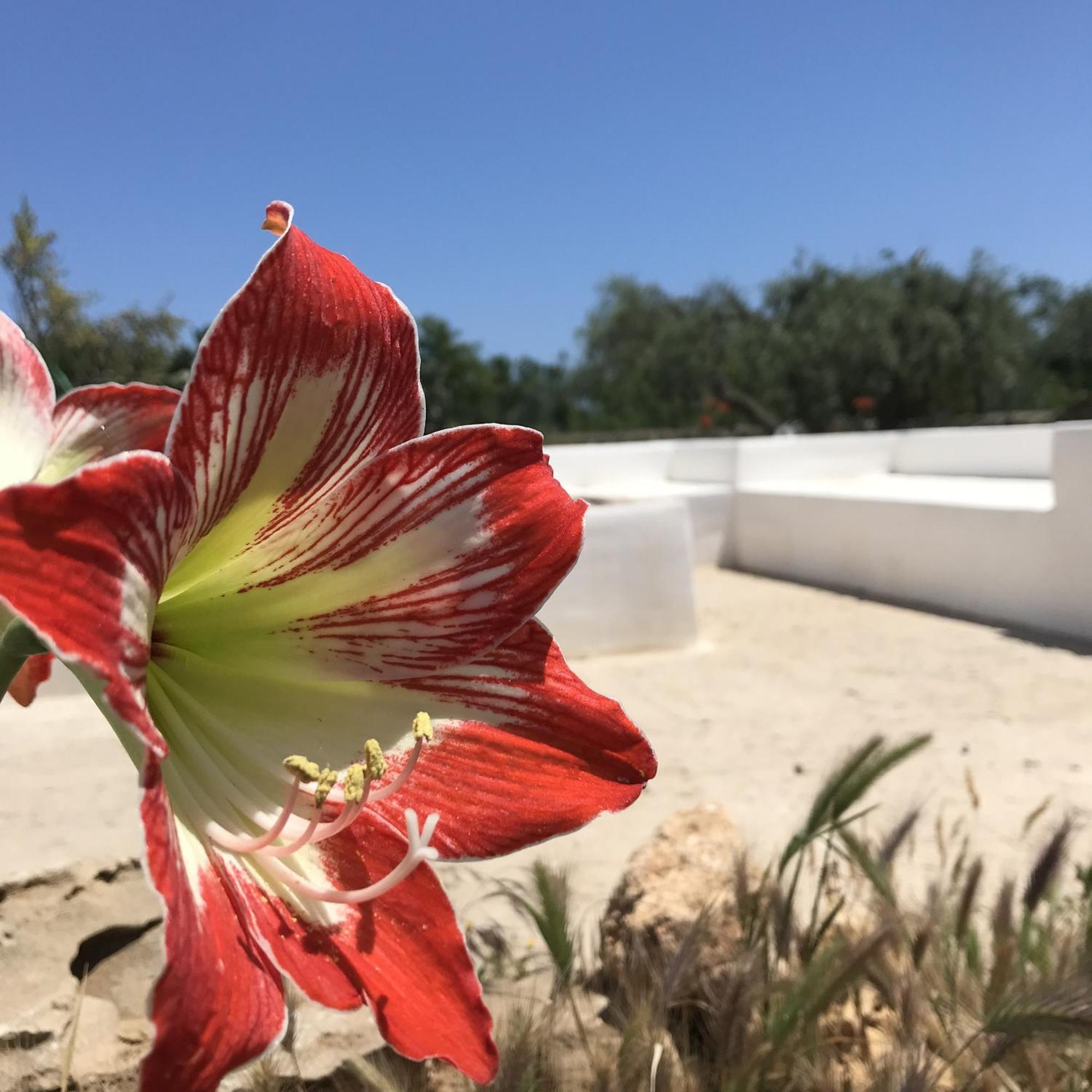 Casapiuholidaysicilia-Adults Only Νότο Εξωτερικό φωτογραφία